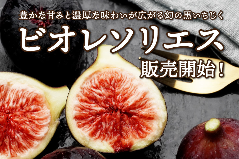 幻の黒いちじく】ビオレソリエス販売開始！ – あかね農園 公式