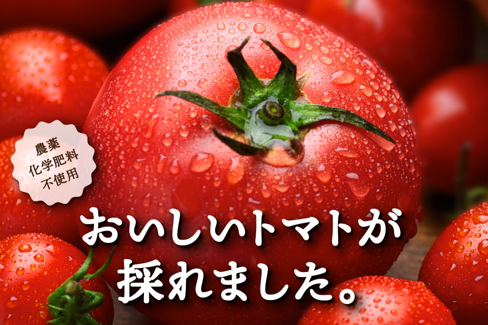 【おまたせしました！】農薬・化学肥料不使用のプレミアムトマトが販売開始！