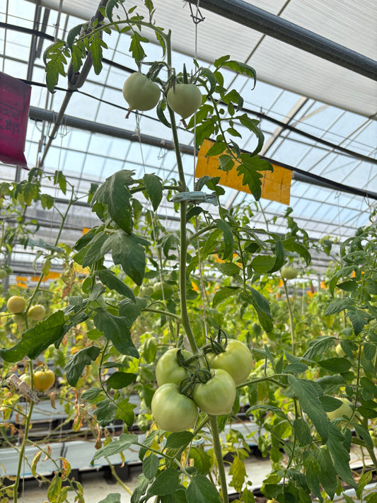 【あかね農園】最後の栄養を実へ！メインハウスのトマト「摘芯」作業が完了しました