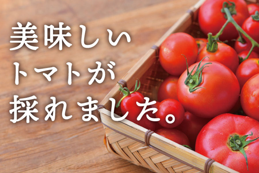 甘みの強い2種類のミニトマトを販売開始しました