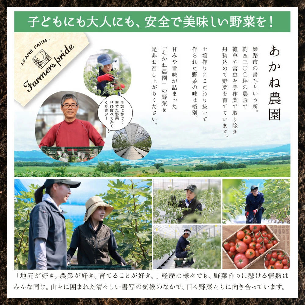 【予約販売】ロイヤルガーネット（桝井ドーフィン）｜特級 生いちじく 贈答用桐箱入（9個入）